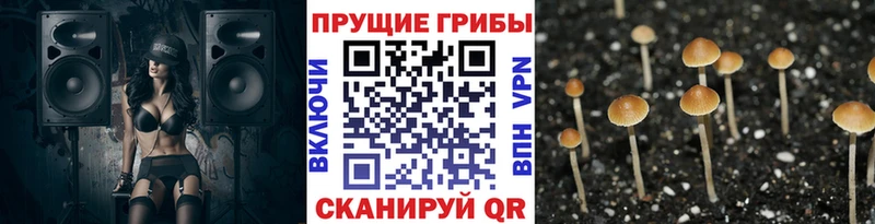 Псилоцибиновые грибы Cubensis  Дрезна 